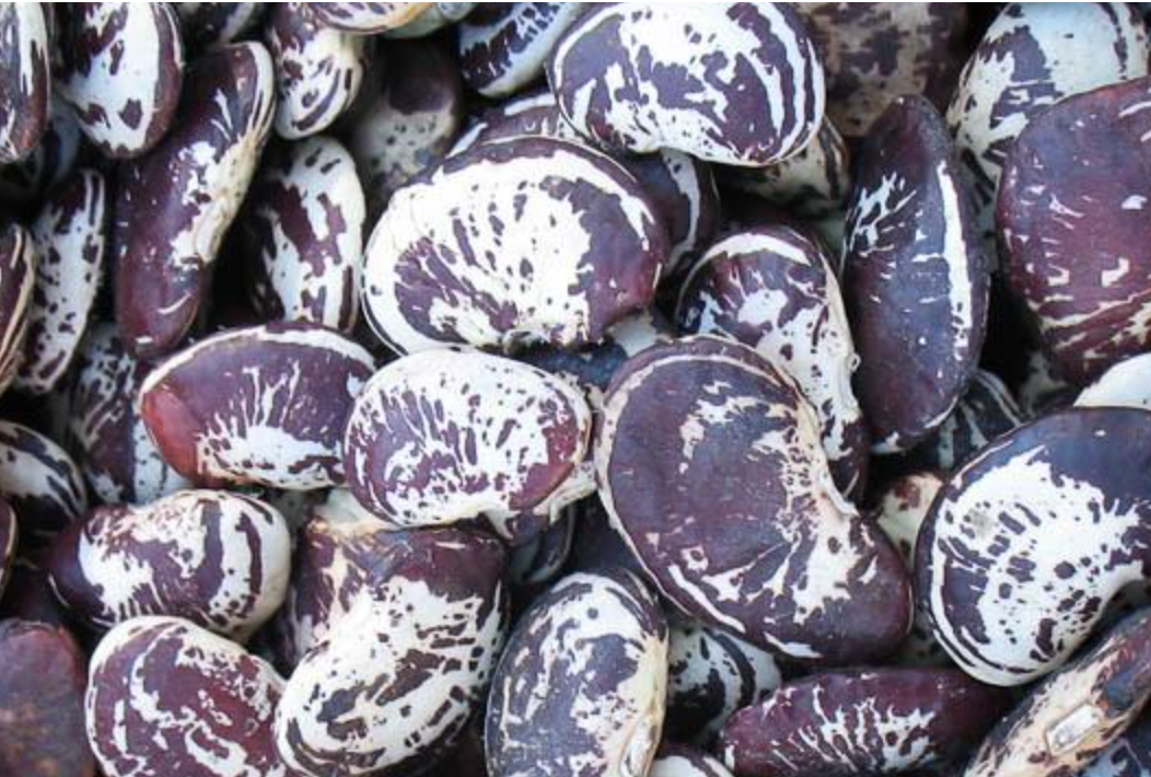 Rancho Gordo Christmas Lima Bean