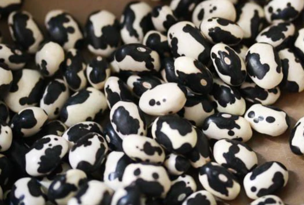 Rancho Gordo Vaquero Bean