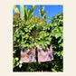 Bandana Lab: Natural Tie-Dye Workshop | Sunday August 24, 4:00 PM