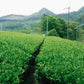 Japanese Tea Tasting + Walk-Through Workshop with ESTE | Saturday, April 11, 10AM