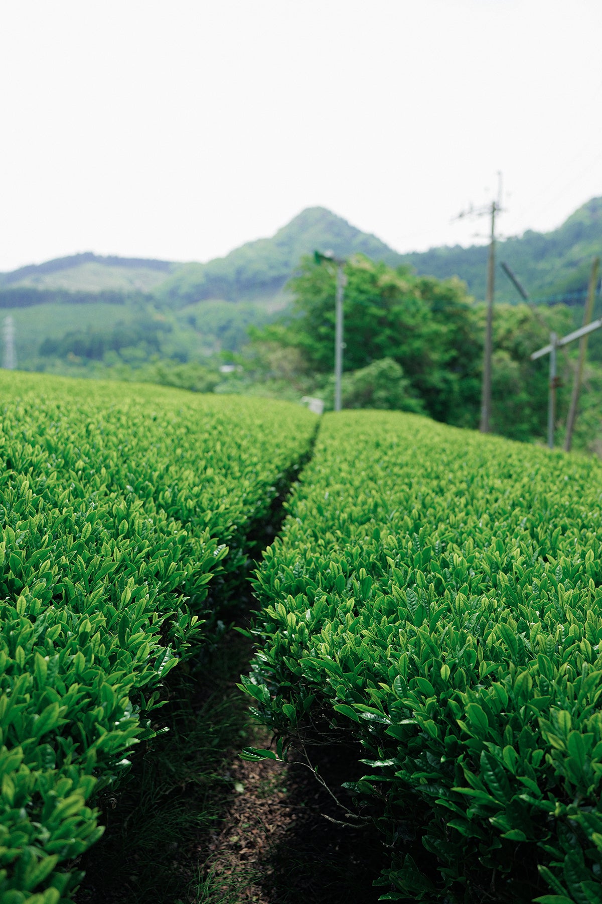 Japanese Tea Tasting + Walk-Through Workshop with ESTE | Saturday, April 11, 10AM
